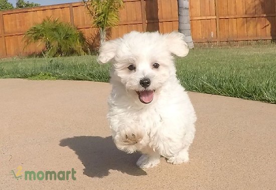 Giống chó Maltese lai Poodle dễ thương