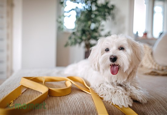 Có nên nuôi chó Maltese hay không?