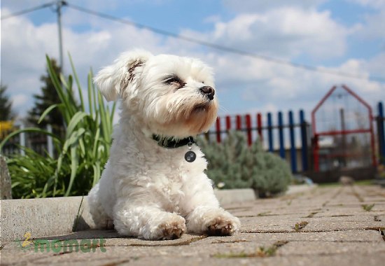 Lưu ý khi nuôi giống chó Maltese mà bạn nên biết