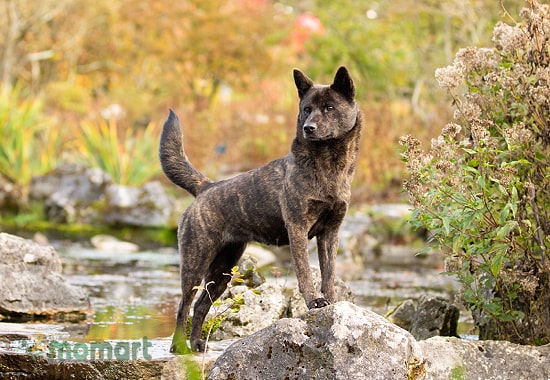 Giống chó Nhật Kai Ken được lai tạo để săn thú