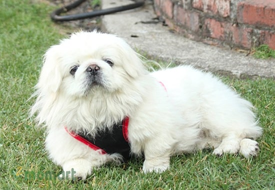 Chó Nhật Lai Bắc Kinh là giống chó phổ biến nhất ở Việt Nam hiện nay
