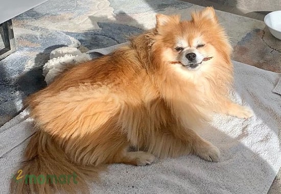 Giống chó Nhật lai Phốc cũng rất được ưa chuộng nhờ ngoại hình đẹp