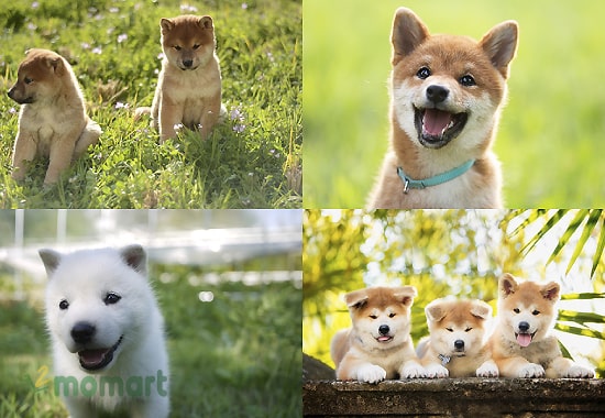 Đặc điểm chó Nhật đặc trưng và nổi bật nhất