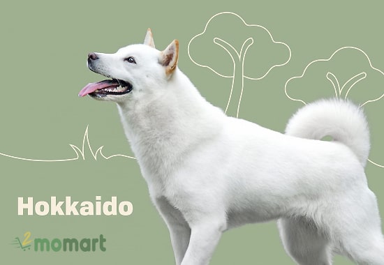 Chó Nhật Bản Hokkaido cũng khá được ưa chuộng