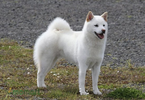 Chó Nhật trắng Kishu ken rất được ưa chuộng nhờ tính cách thông minh