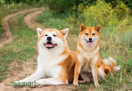 Tìm hiểu về các giống chó Nhật nổi tiếng hiện nay