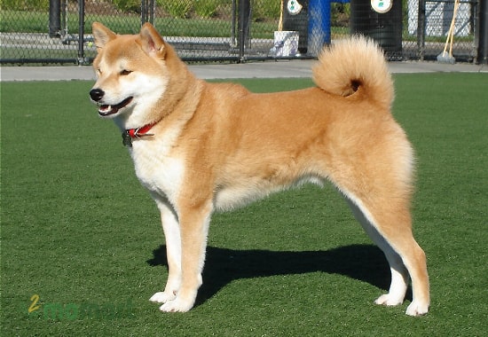 Chó Nhật Shiba Inu được ưa chuộng nhất hiện nay