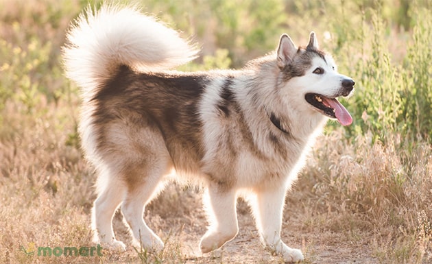 Tìm hiểu giống chó Alaska về nguồn gốc, đặc tính, cách nuôi, giá bán