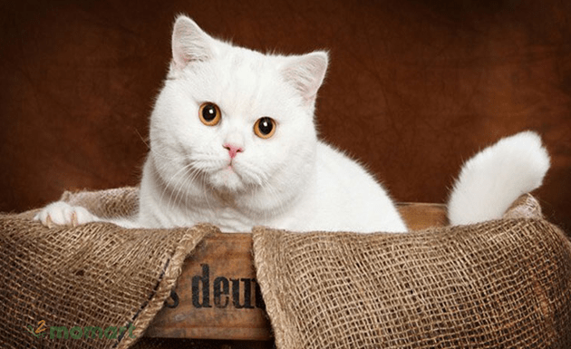 Đặc điểm, cách nuôi và giá bán mèo Anh lông ngắn bao nhiêu tiền
