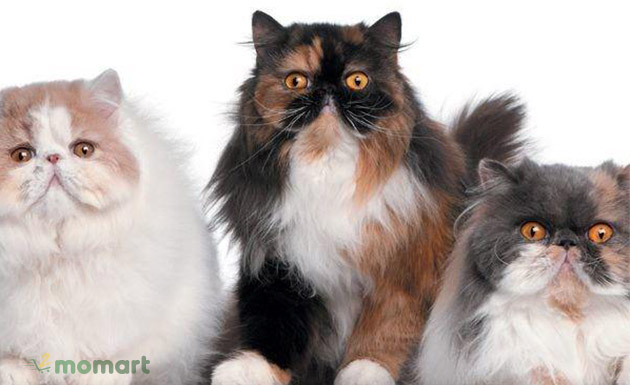 Mèo Ba Tư thuần chủng đẹp với bộ lông mềm mượt