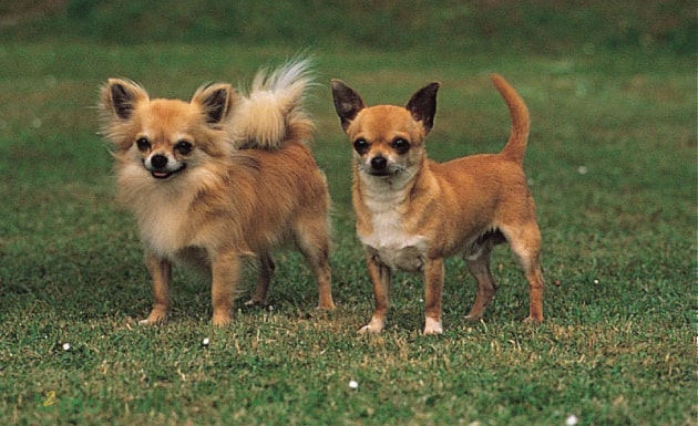 Chó Chihuahua giá bao nhiêu và chó Chihuahua có dễ nuôi không?