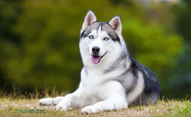 Chó Husky giá bao nhiêu và có nên mua chó Husky ngáo nuôi không?