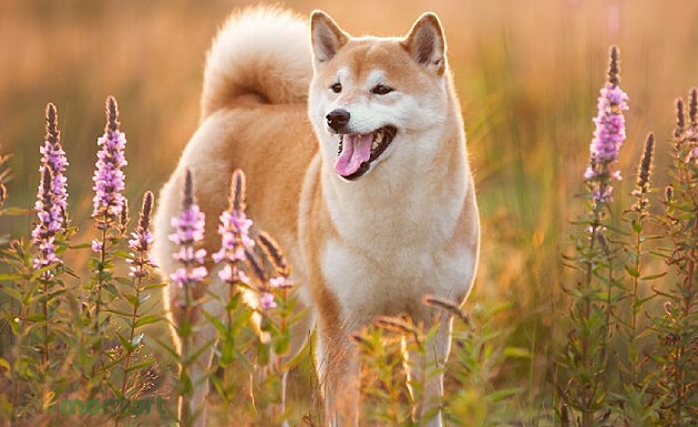 Chó Shiba Inu bao nhiêu tiền và chó Shiba có dễ nuôi không?