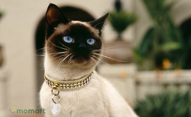 Mèo Xiêm giá bao nhiêu và có nên mua mèo Xiêm Thái Lan nuôi không?