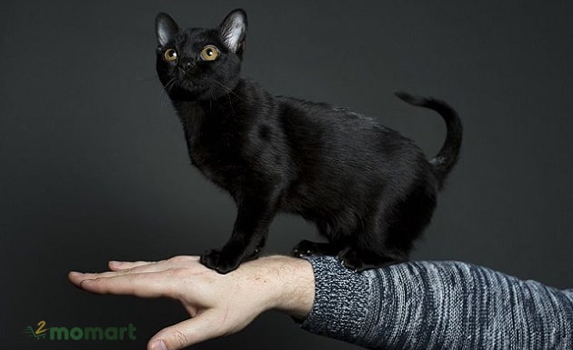 Vì sao mèo đen lại được săn đón, bí ẩn đằng sau mèo mun đen là gì?