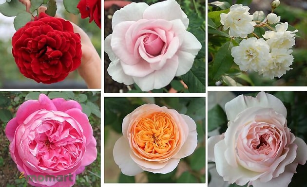 Giới thiệu về hoa hồng: Ý nghĩa, đặc điểm và các loại hoa hồng đẹp nhất