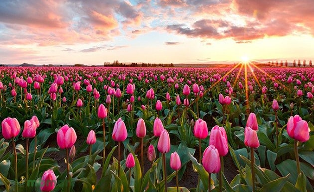 Hoa Tulip: Ý nghĩa, nguồn gốc, đặc điểm và cách chăm sóc