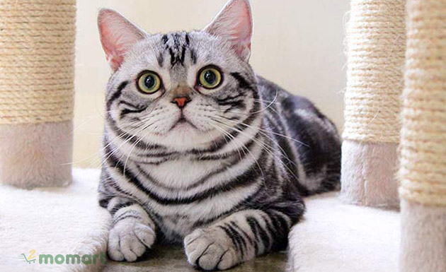 Mèo Mỹ lông ngắn thuần chủng sở hữu thân hình đáng yêu