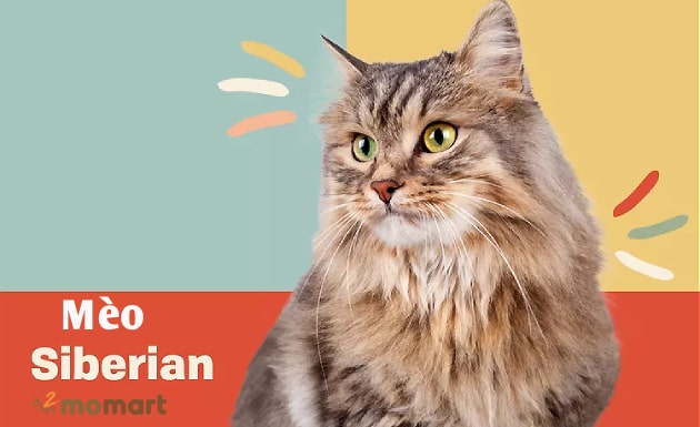 Mèo Siberian giá bao nhiêu và tính cách mèo rừng Siberian có tốt không?