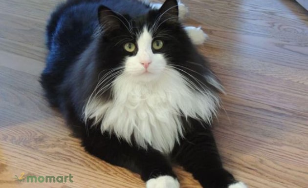 Mèo Tuxedo giá bao nhiêu và tính cách mèo màu Tuxedo có tốt không?