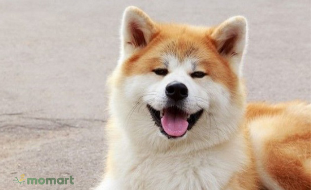 Chó Akita thuần chủng sở hữu tính cách rất đặc biệt