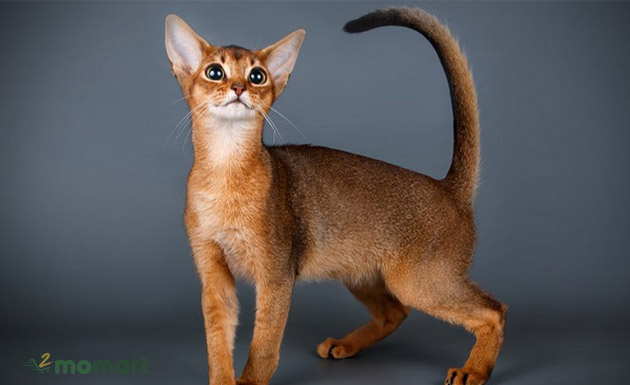 Mèo Abyssinian thuần chủng sở hữu trí khôn đặc biệt