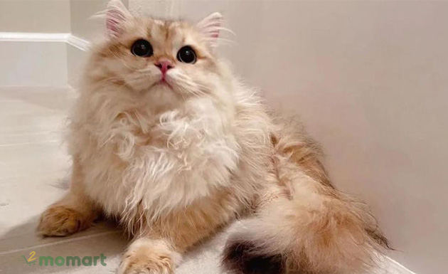 Mèo Laperm thuần chủng sở hữu bộ lông độc đáo