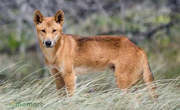 Thông tin về nguồn gốc, cách nuôi, giá bán giống chó Dingo quý hiếm